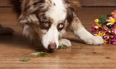 Hardwood flooring | All Floors Design Centre