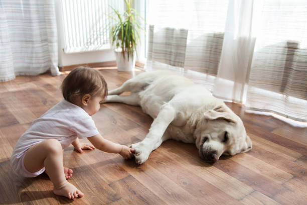 Baby sitting beside a dog on hardwood flooring in a bright home | All Floors Design Centre